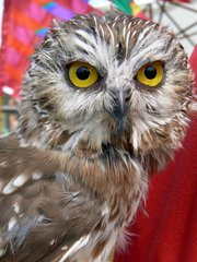 Northern Saw-whet Owl